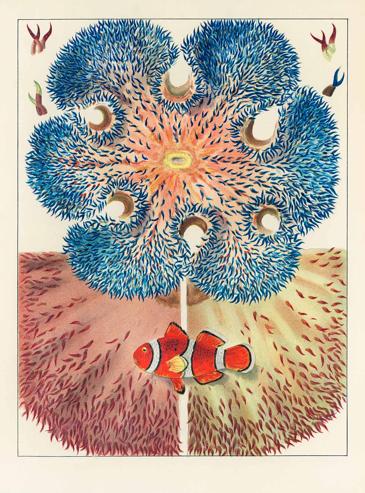 Barrier Reef Corals Custom Wallpaper Mural