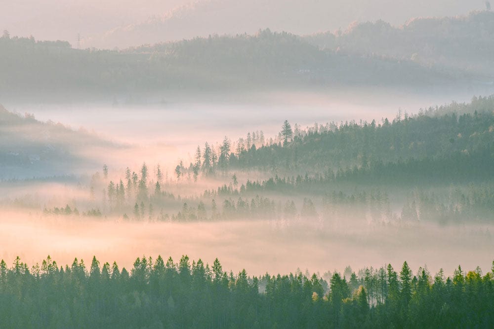 A misty view of the forest on a wall mural for interior design