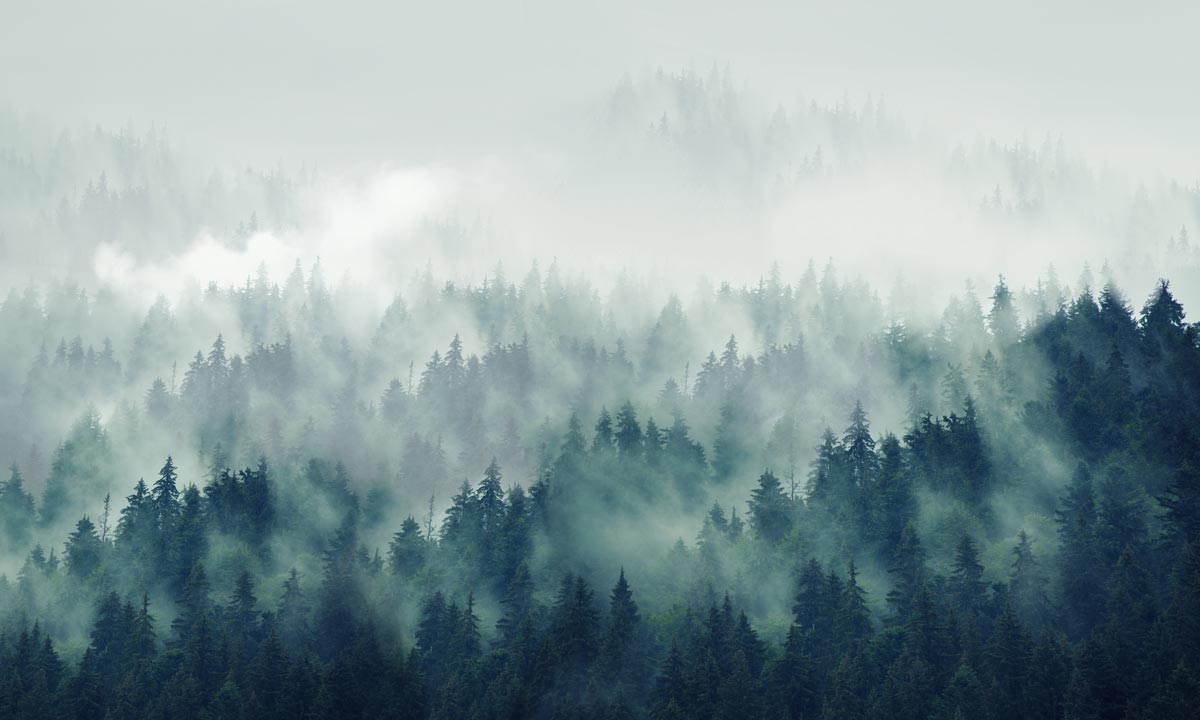 Home Decoration Featuring a Mist Forest Wallpaper Mural