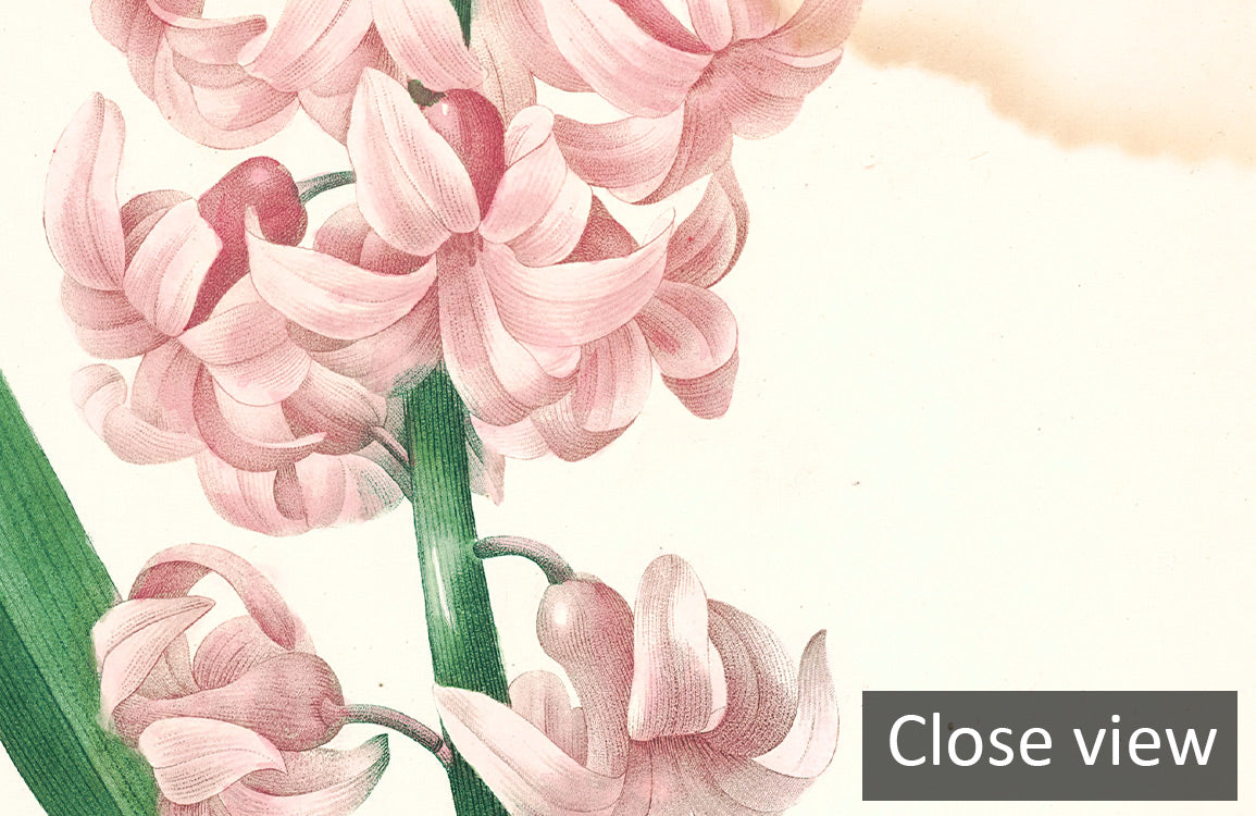 Antique Botanical Illustrations Collage Wallpaper Mural