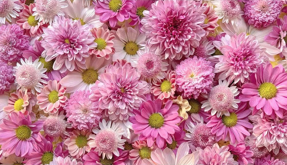 Decorate your home with this petite pink daisy mural wallpaper.