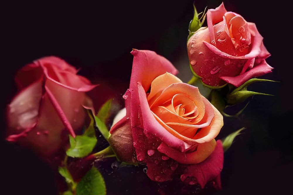 Home Decoration Wallpaper Mural Featuring Dew on Roses for Sale