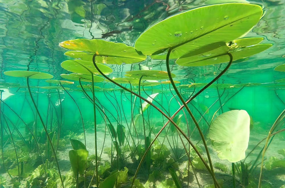 Wallpaper Mural of a Green Underwater Environment, Suitable for Home Decoration