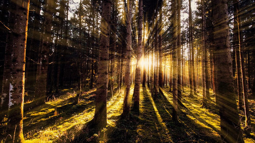 Decorational Wall Mural Wallpaper - Nighttime Forest Scene with Lights