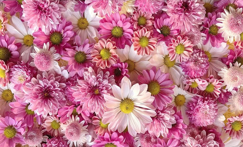 Home Decoration Featuring a Little Pink Daisy Wallpaper Mural