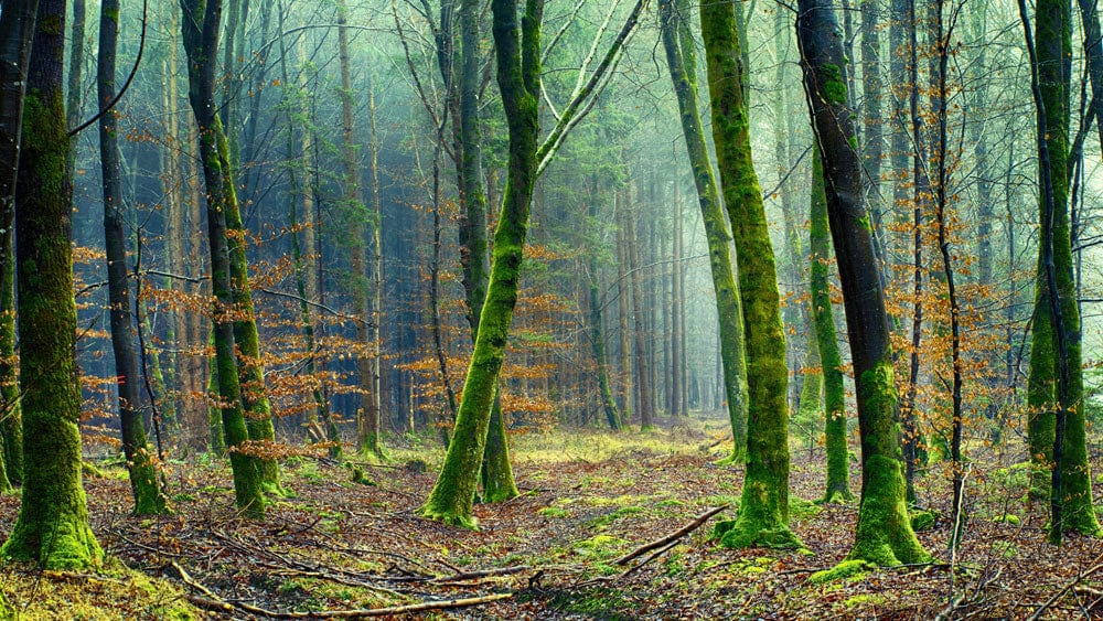 Wallpaper mural featuring an old forest scene with moss for use in home decoration