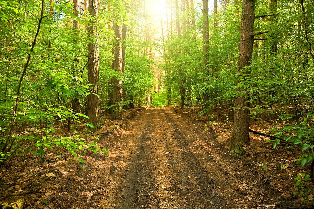 Forest Alley Jungle Wallpaper Mural Art Design