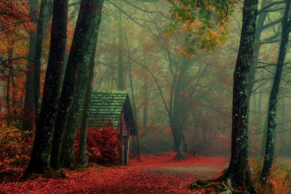 dark brown forest wallpaper mural home interior decoration