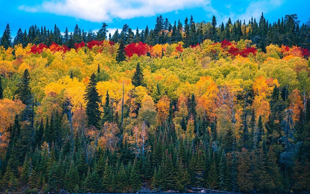 autumn forest landscape wall mural home interior design