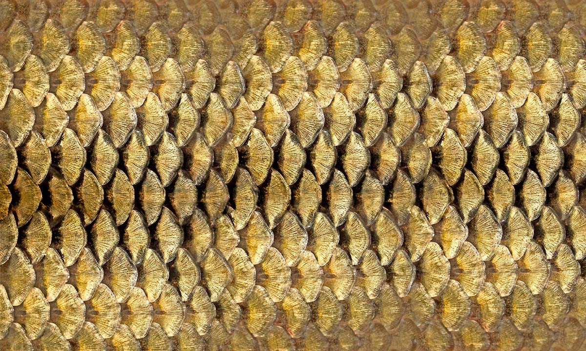 Metallic Gold Fish Scale Mural Wallpaper