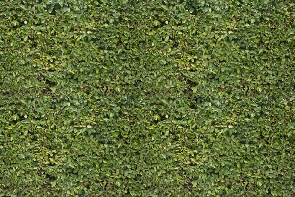 Lush Green Botanical Mural Wallpaper