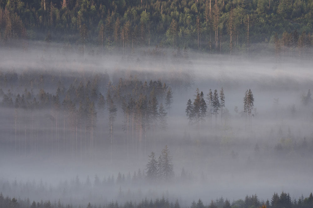 overlookng forest and montain wallpaper decoraion art