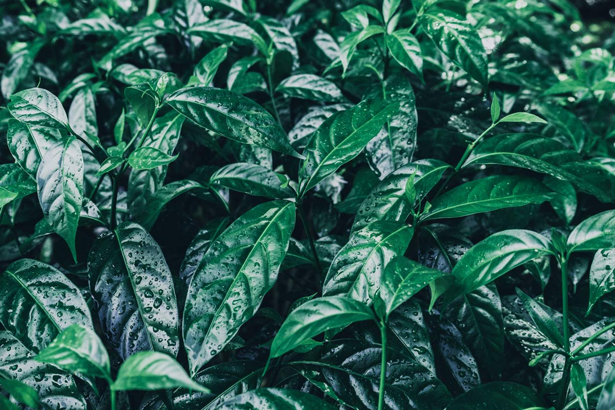 Raindrops On Leaves Wallpaper Home Decor