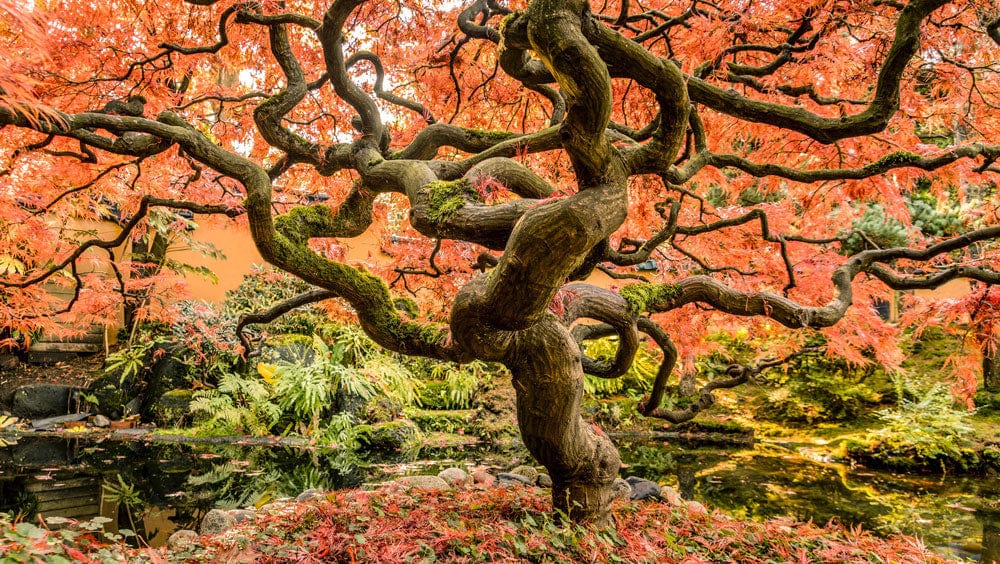 Wallpaper mural with an autumn meandering tree design for use in home decor