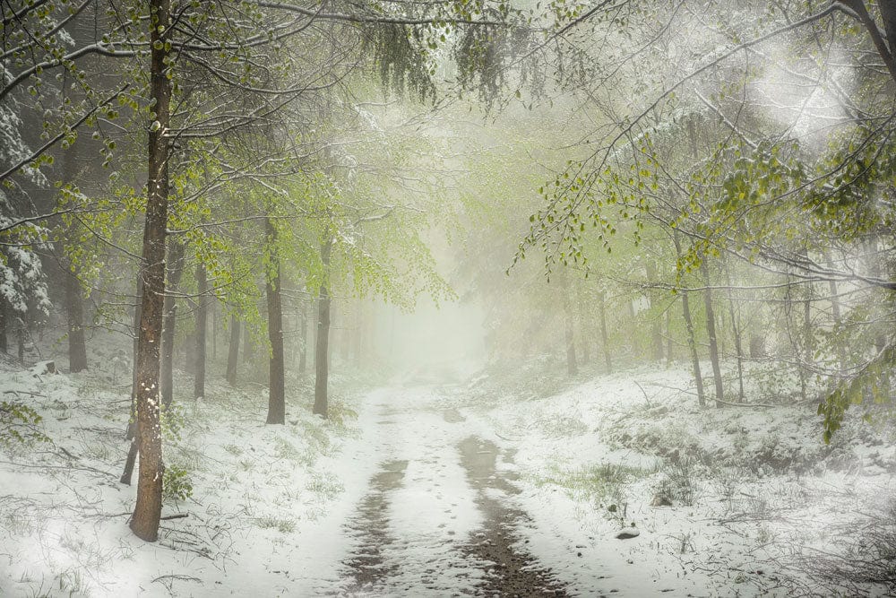A snowy forest scene on a wall mural that can be used as room decor