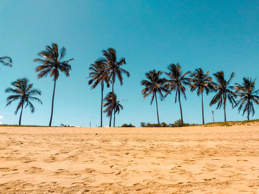 blue sky, cozy beaches and trees wall decoration art