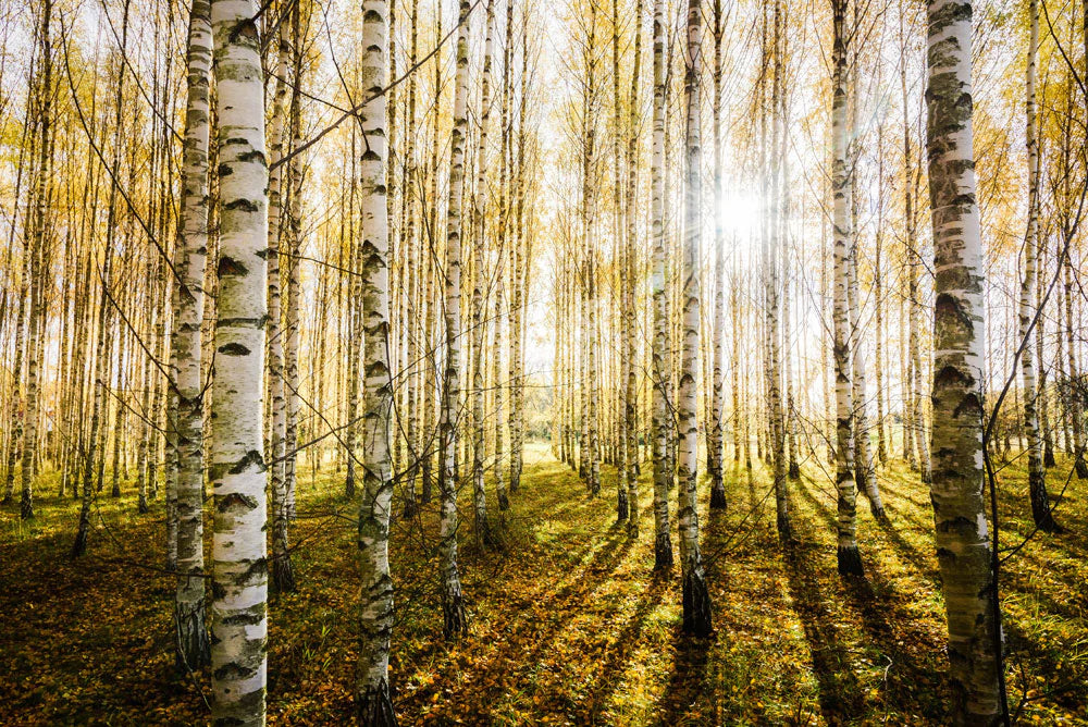 sunshine through vibrant birch trees wallpaper mural design