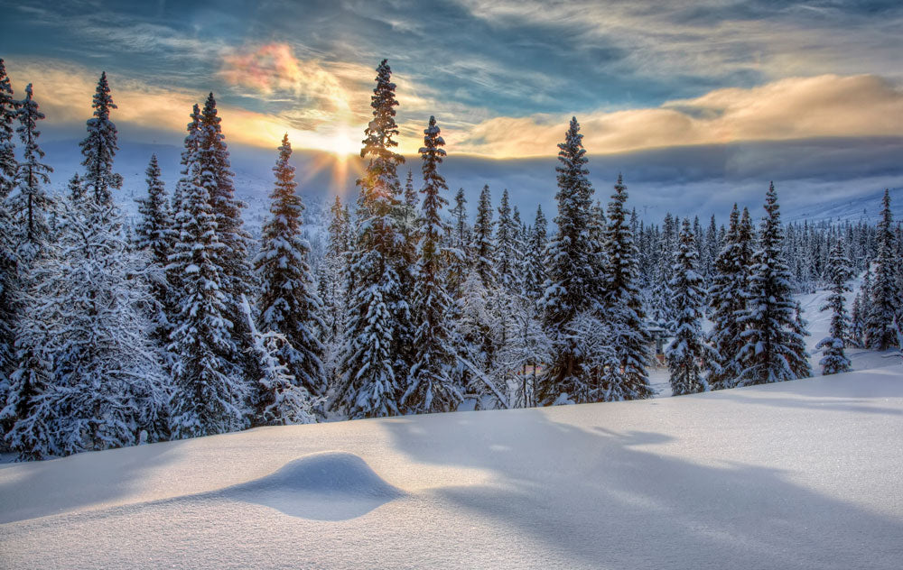 sunshine winter pine forest wall mural design art