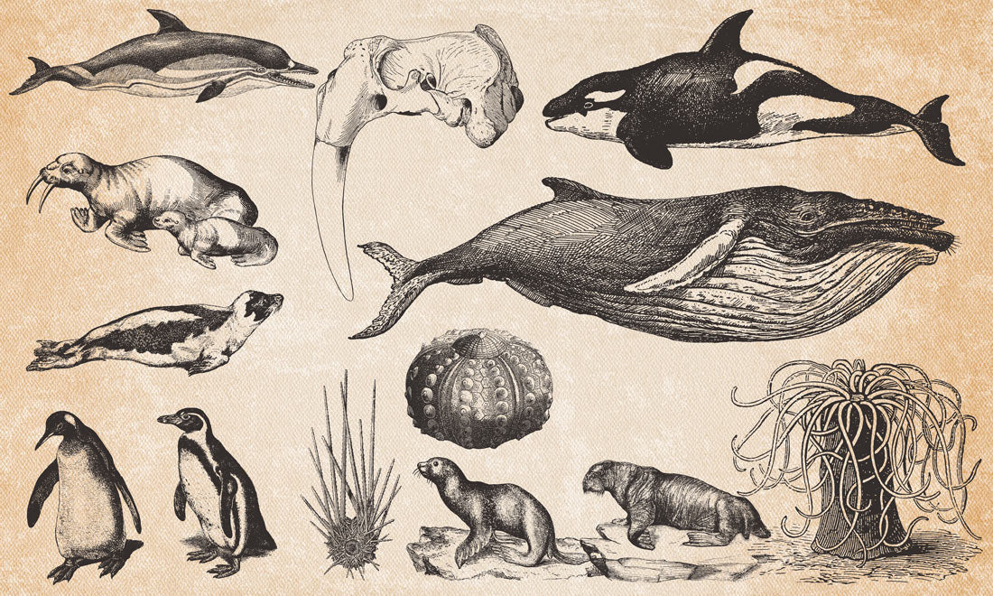 Wallpaper mural with vintage sea life for use in interior design