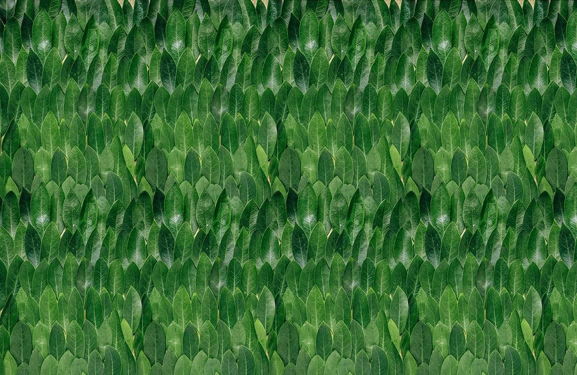 Home Decoration Featuring a Mural Wallpaper Depiction of Fresh Leaves
