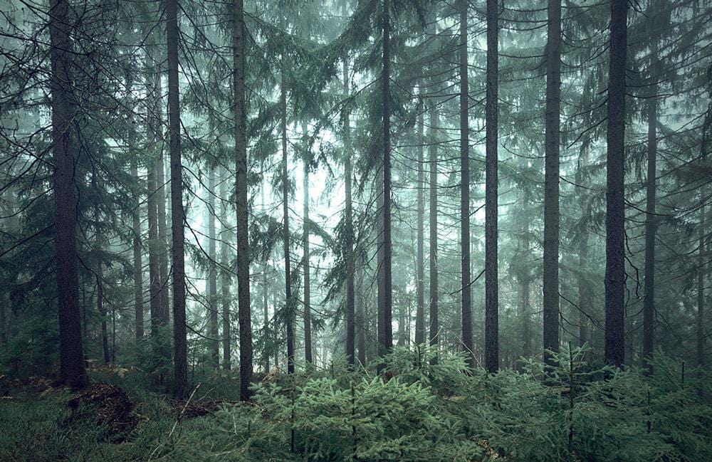Emerald Forest Mist Landscape Mural Wallpaper