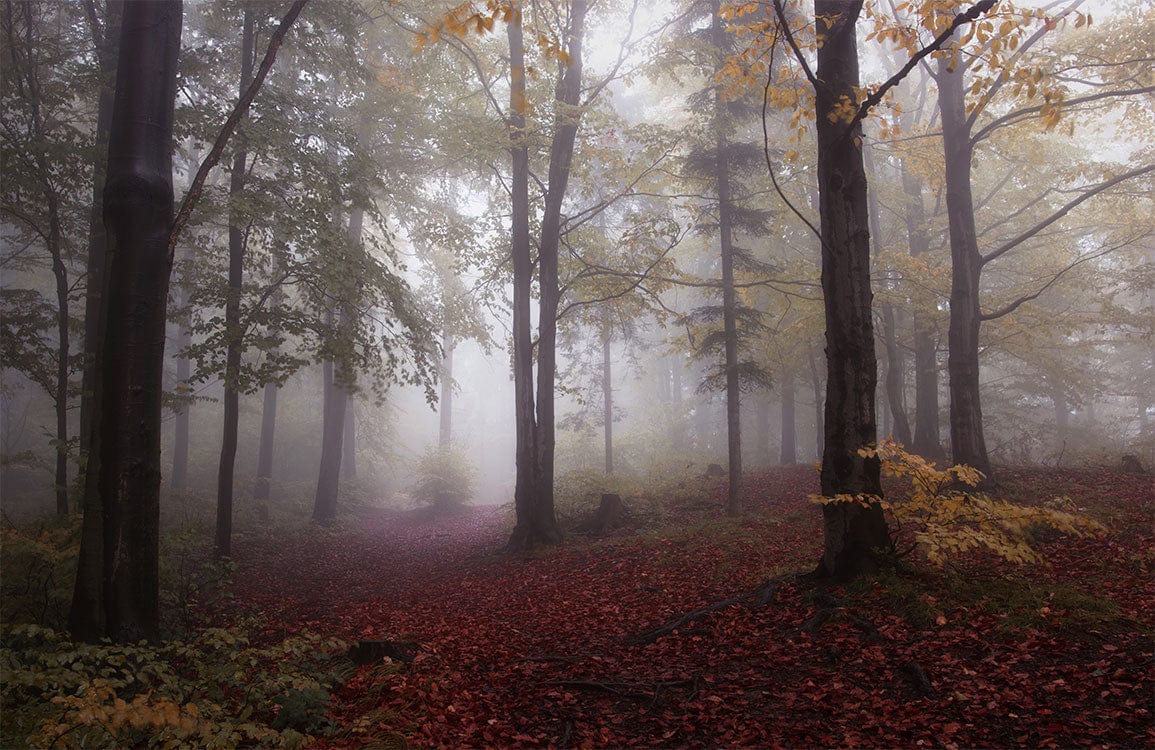Landscape wallpaper consisting of falling leaves from trees