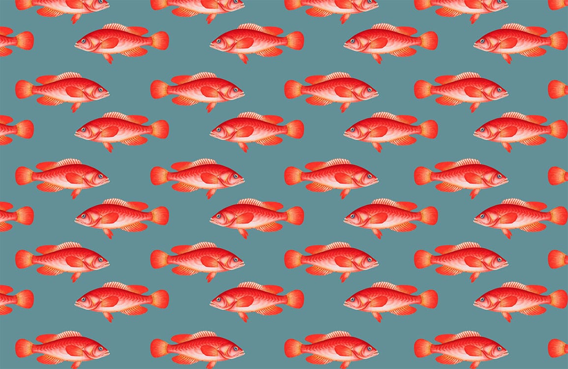auspicious lucky cooking red fish pattern wallpaper