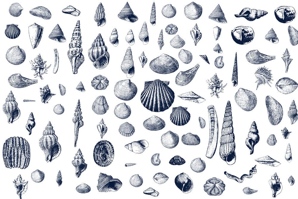 blue seashells mural wallpaper for room decor