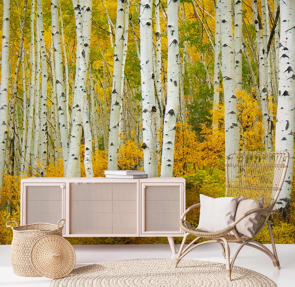 unique golden birches forest wall mural design