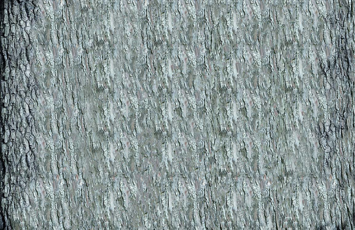 Rustic Textured Tree Bark Mural Wallpaper
