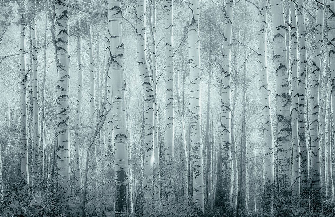 Misty Birch Forest Mural Wallpaper