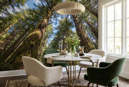 Amber Redwood Woodland Wallpaper Mural interior scene