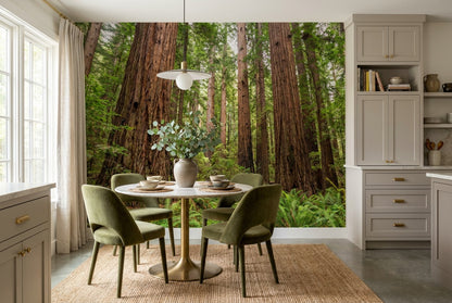 Rich Green Redwood Forest Wallpaper Mural interior scene
