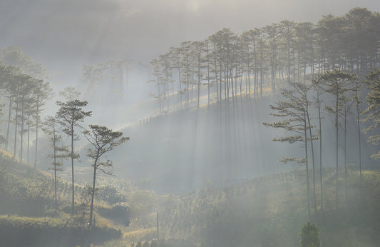 Misty Green Forest Sunrise Landscape Wallpaper