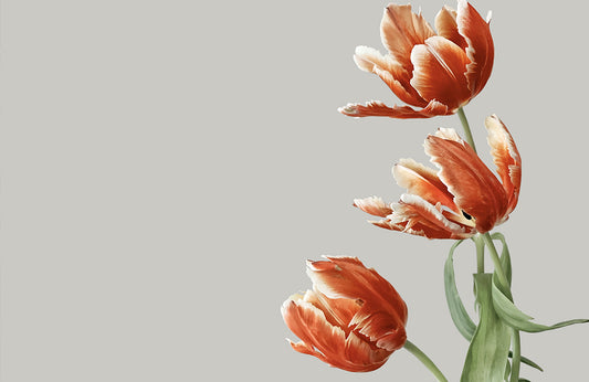 Orange Tulips Botanical Art Mural Wallpaper