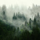 Misty Forest Green Nature Mural Wallpaper