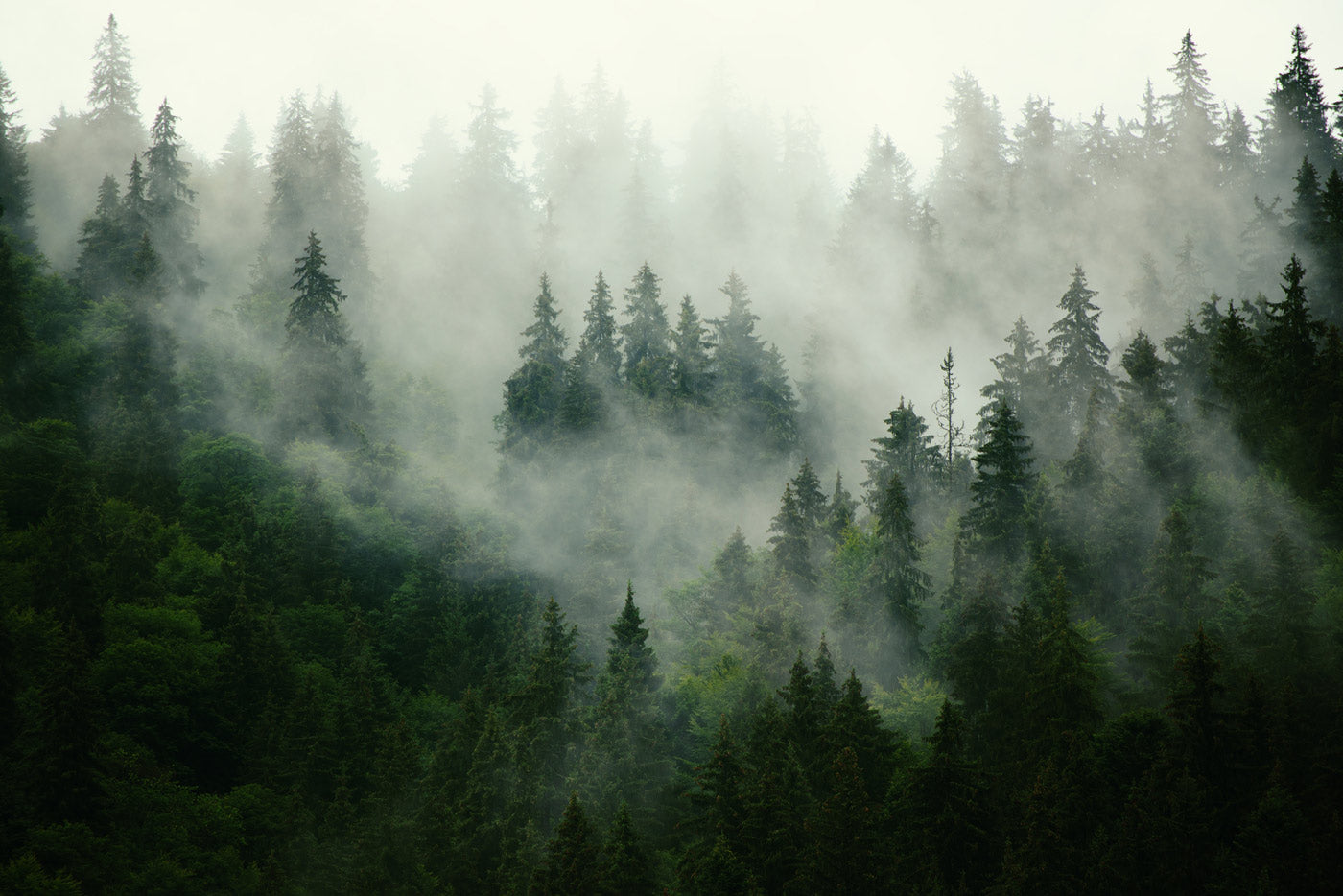 Misty Forest Green Nature Mural Wallpaper