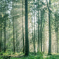 Nebeliger Wald Morgen Landschaft Wandtapete