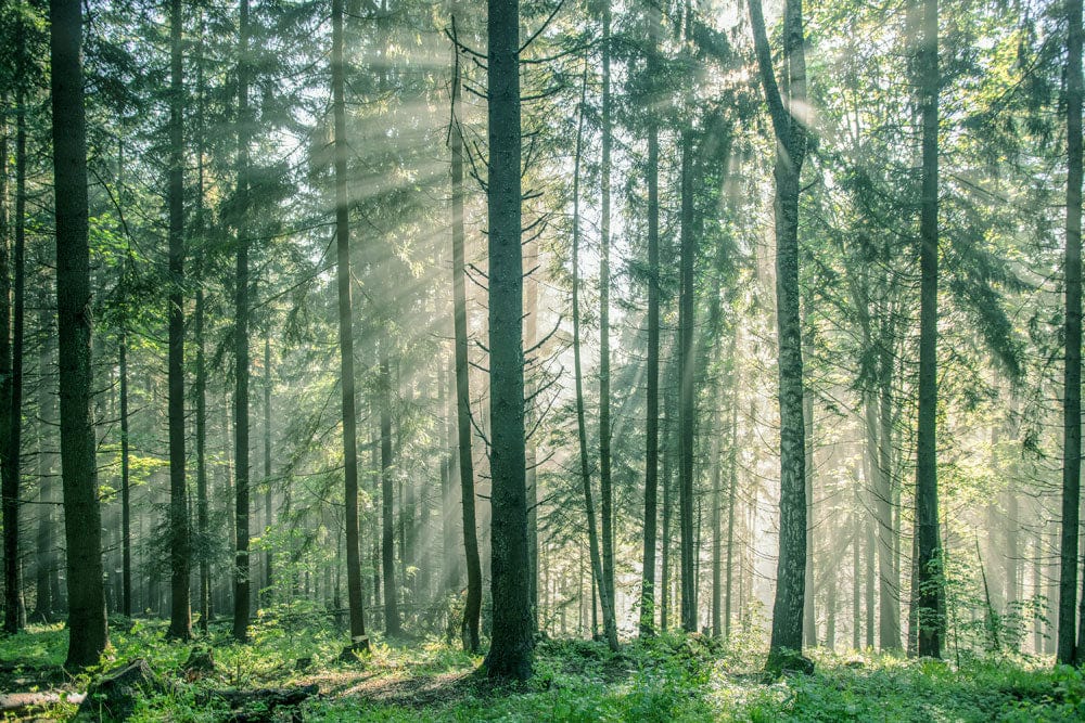 Nebeliger Wald Morgen Landschaft Wandtapete