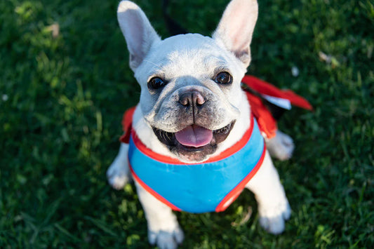 Bulldog Smile Face Wallpaper Mural