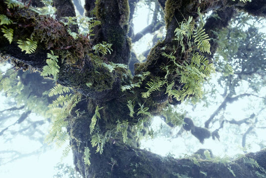 Mystic Forest Moss Mural Wallpaper