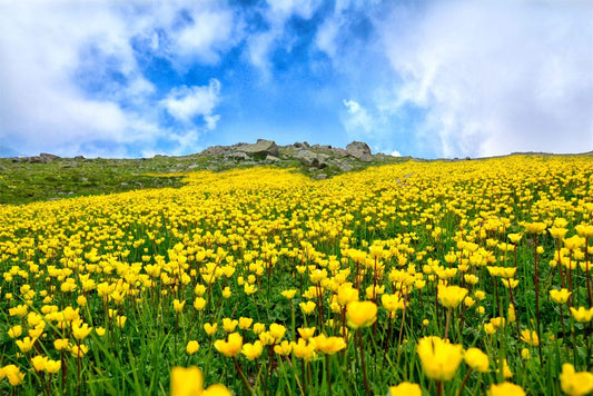 Sunny Yellow Floral Field Mural Wallpaper