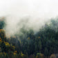 Misty Forest Scenery Wallpaper Mural