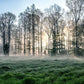 Misty Forest Sunrise Landscape Wallpaper