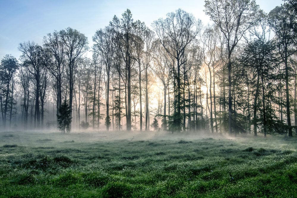 Misty Forest Sunrise Landscape Wallpaper