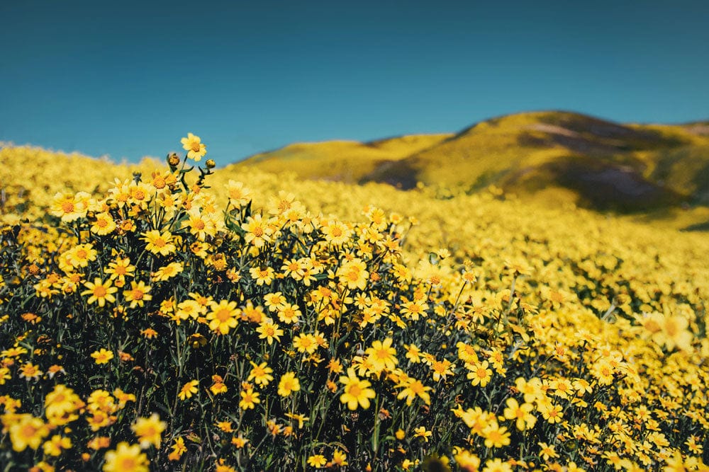Papier Peint Panoramique Champ de Fleurs Sauvages au Sommet d'une Colline