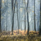 Misty Forest Scene Nature Wall Mural