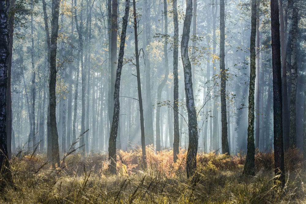 Misty Forest Scene Nature Wall Mural