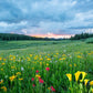 Serene Meadow Sunset Nature Mural Wallpaper