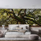 centennial big tree wallpaper mural design